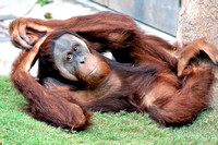 Orangutan Resting Busch Gardens