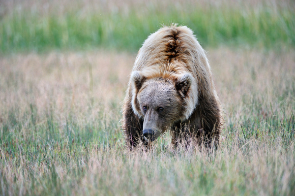 Alaskan Grizzly Bear Closeup