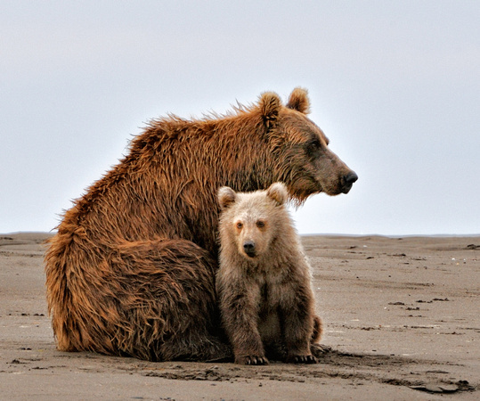 Alaskan Brown Coastal Bear