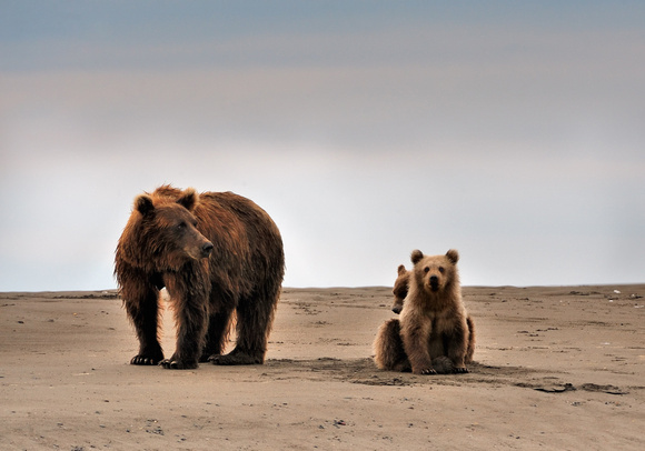 Alaskan Brown Coastal Bear with Cubs Lake Clark