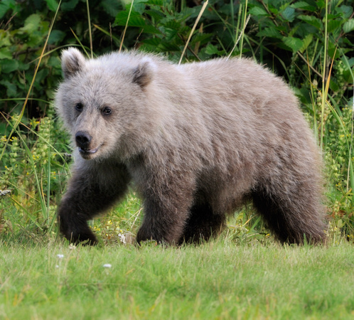 Grizzly Bear Cub Lake Clark National Park Alaska