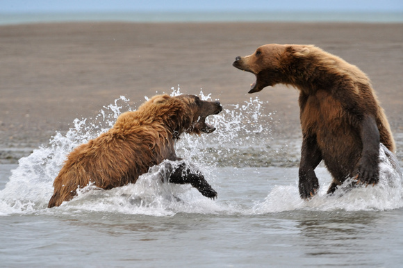 Alaskan Brown Bears Fighting