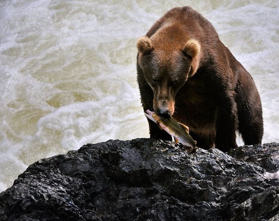 Kodiak Bear Fishing Afognak Island Alaska