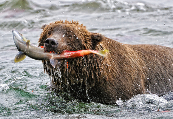 Brown Bear With Salmon Catch
