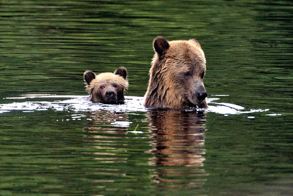 Brownbear and cub British Columbia 2009i
