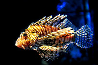 Lion fish