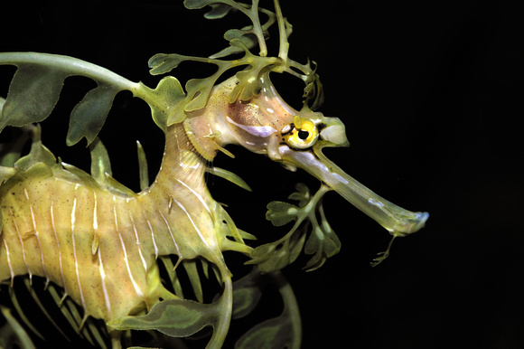 Sea Dragon, leafy sea dragon, Phycodurus eques