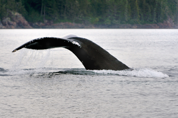 Humbback Whale British Columbia 2009
