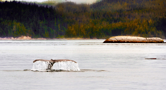 Humpback Whale British Columbia 2009