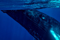 Humpback Whale Grand Turk, Turks and Caicos
