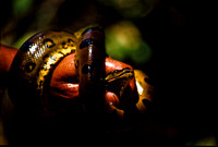 Anaconda Peruvian Amazon Rainforest 1995 Expedition