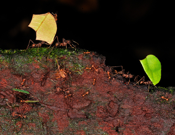 Leaf Cutter Ants Amazon