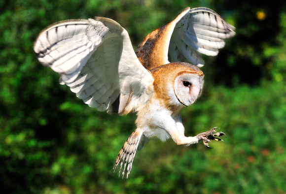 Barn Owl British Columbia 2009