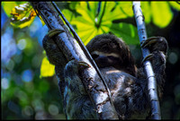 Two Toed Sloth Amazon 1995
