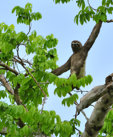 3 Toed Sloth Peruvian Amazon