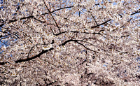 Cherry blossum Washington DC closeup