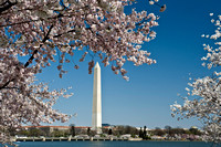 Cherry Blossums Washington Monument Washington DC