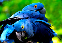 Hyacinth Macaws