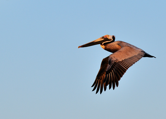 Pelican Flying Sunset