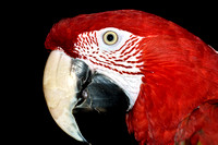 Green Wing Macaw Bella
