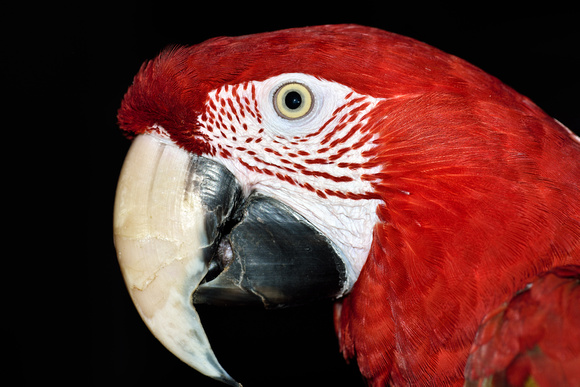 Green Wing Macaw Bella