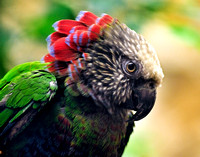 Hawk Head Parrot