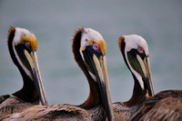 Pelicans Clearwater Beach