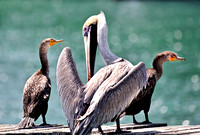Brown Pelican and Cormorant Florida