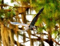 Great Blue Heron Backyard