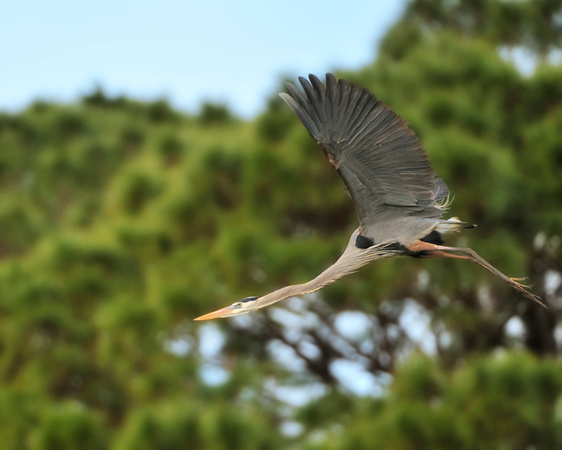 Great Blue Heron Backyard Flying