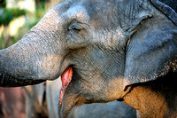 African Elephant Busch Gardens Tampa