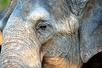 African Elephant Busch Gardens Tampa