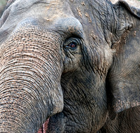 Elephant closeup