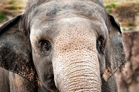 Elephant Closeup Front