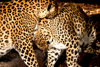 Leopards Playing