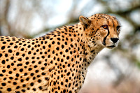African Cheeta
