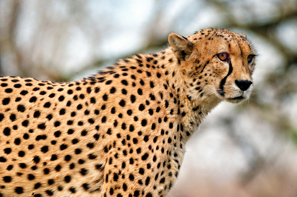 African Cheeta