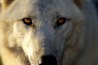 Artic Wolf Closeup