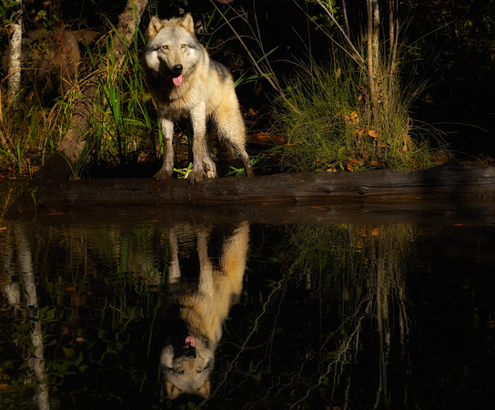Timber Wolf Relfection Pond