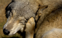 Wolf  Scratching