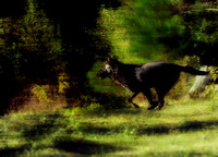 Black Wolf Running