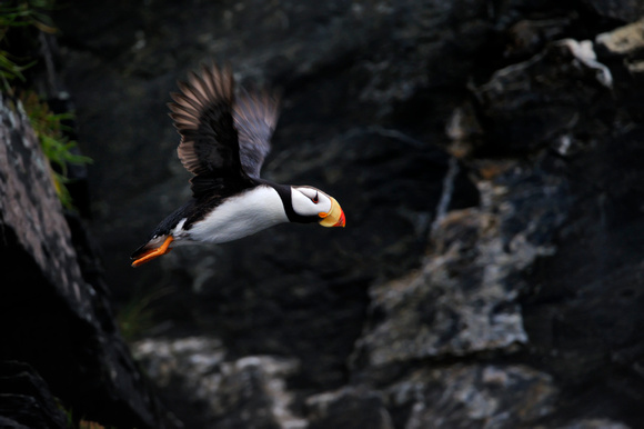 Puffin Leaping Off Cliff Afognak Island Alaska