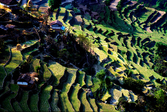 Terraces Landscapes Nepal 1995