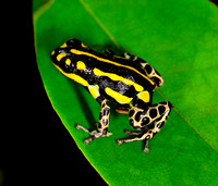 Poison Dart Frog Closeup Amazon Rainforest