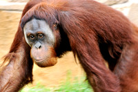 Orangutan Busch Gardens Florida