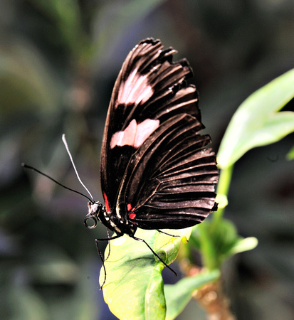 Butterfly Junonia oenone - Africa