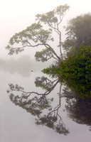 Misty Morning in the Peruvian Amazon