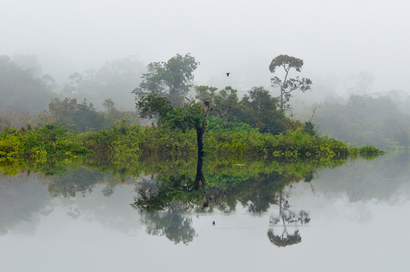 Early Morning Mist in the Amazon