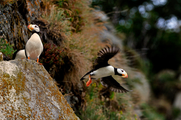 Puffins Flying