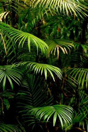 Amazon Palm Leaves